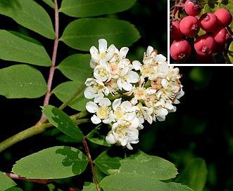 Ash, Sitka Mountain, Sorbus sitchensis
