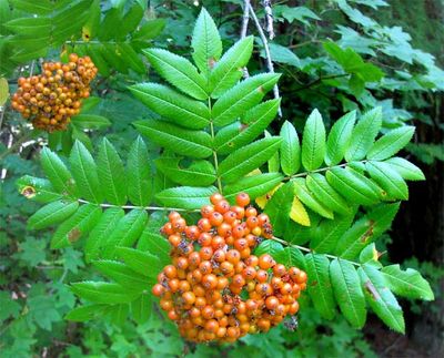 Ash, Western Mountain Ash Sorbus scopulina