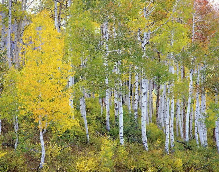 Aspen, Quaking Populus tremuloides