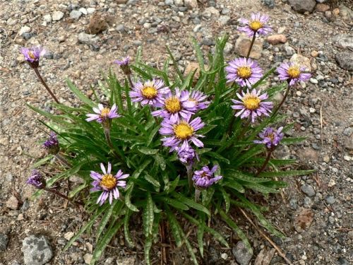 Aster, Alpine Oreostemma alpigenum