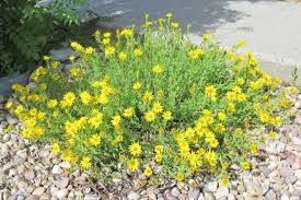 Aster, Hairy Gold Heterotheca villosa