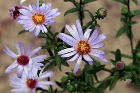 Aster, Pacific Symphyotrichum chilense