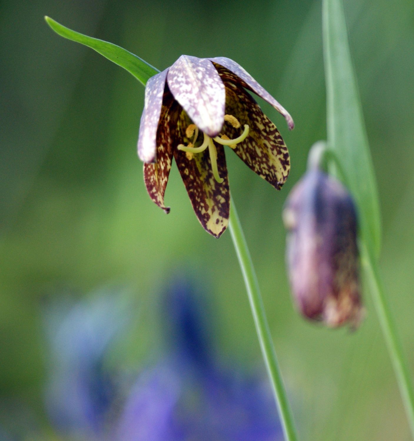 Lily, Chocolate Fritillaria affinis -lanceolata