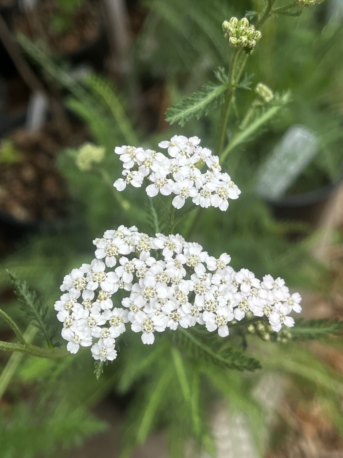 Yarrow Achillea millefolium