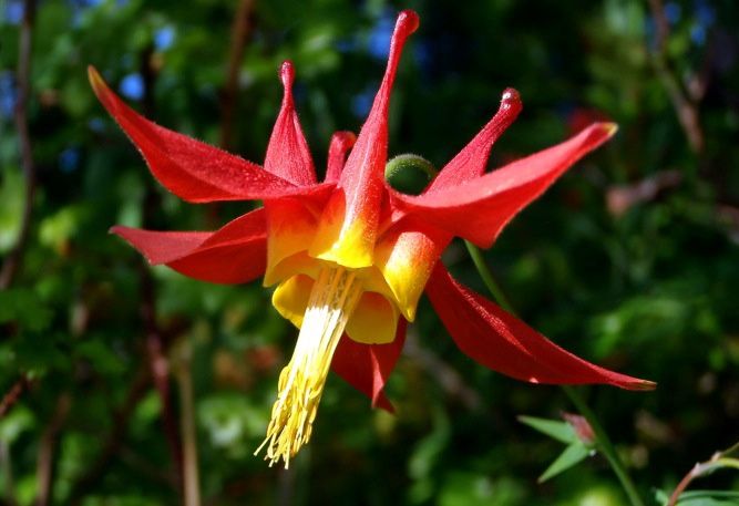 Columbine, Red Aquilegia formosa