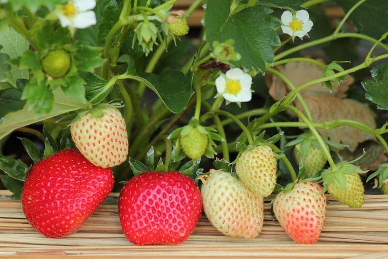 Strawberry, Beach Fragaria chiloensis
