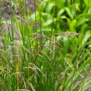 Native Plants/Grasses