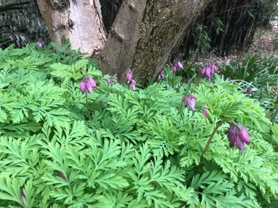 Native Plants/Groundcovers
