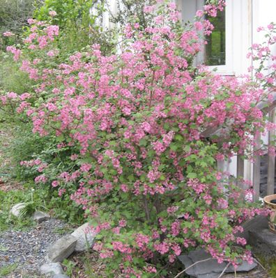 Native Plants/Shrubs