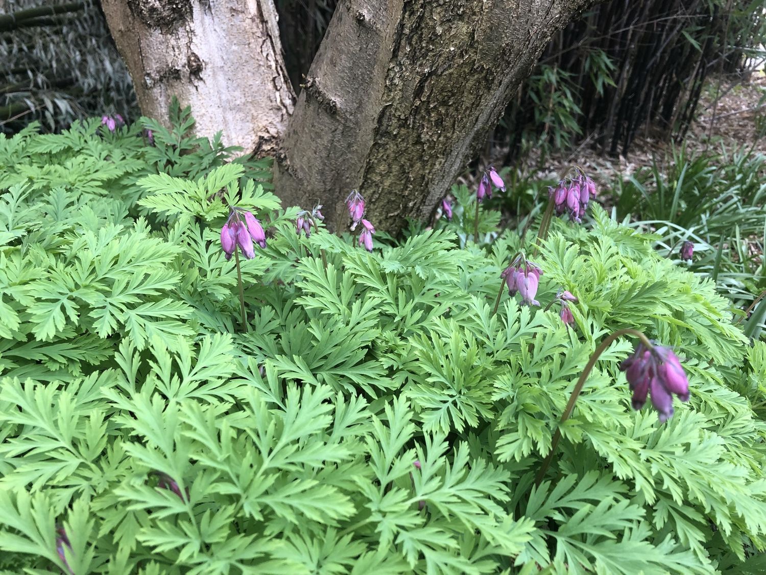 Bleeding Heart Dicentra formosa