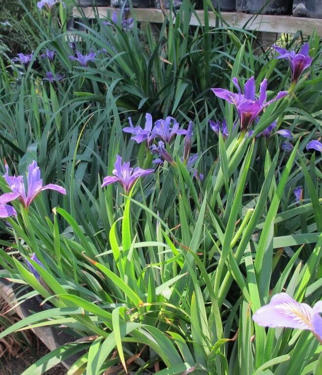 Iris, Douglas Iris douglasiana