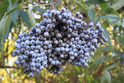 Elderberry, Blue Sambucus cerulea