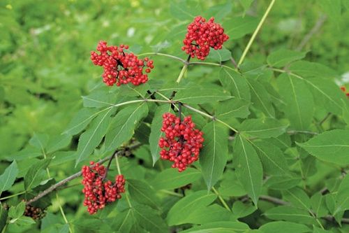 Elderberry, Red Sambucus racemosa