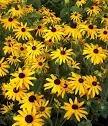 Native Plants/Perennials