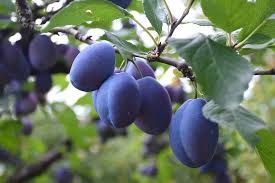 Non-Native Plants/Trees