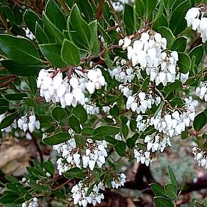 Non-Native Plants/Shrubs