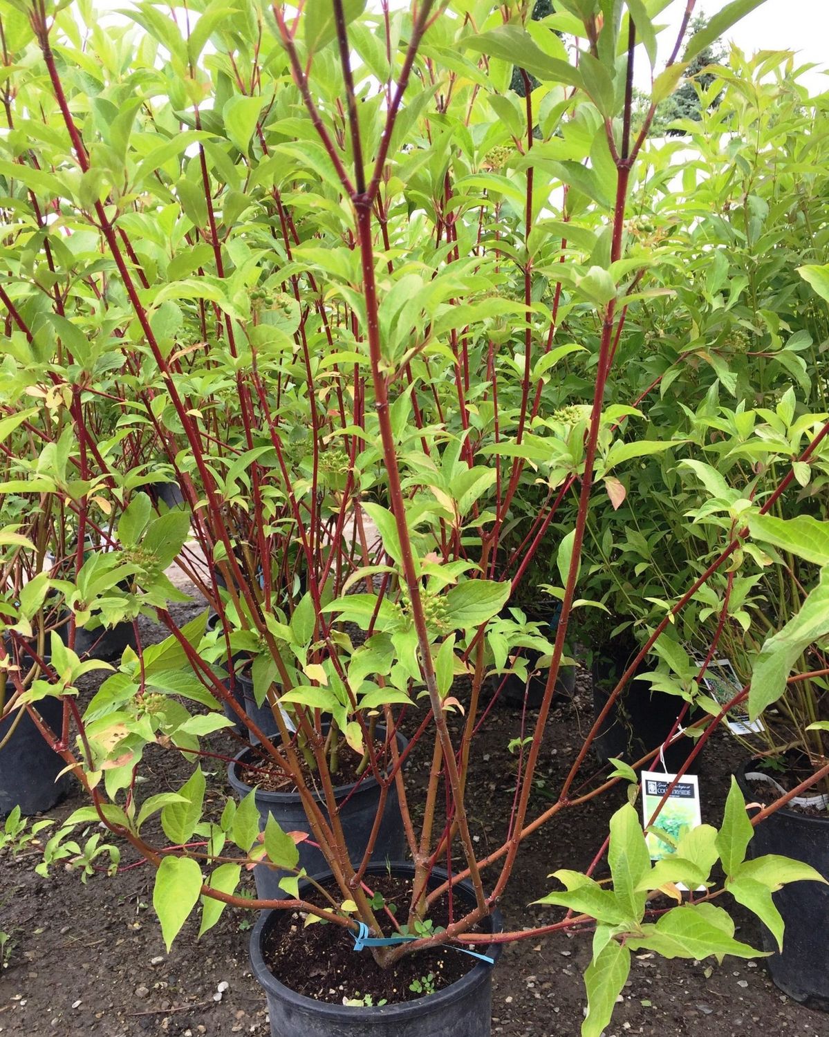 Dogwood, red-osier Cornus stolonifera
