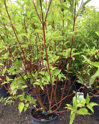 Dogwood, red-osier Cornus stolonifera