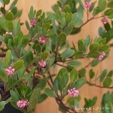 Manzanita, &#39;Chieftain&#39; Arctostaphylos