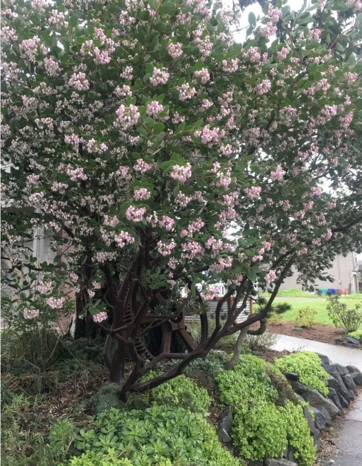 Manzanita,  ‘Austin Griffiths’,  A. manzanita x A. densiflora hybrid