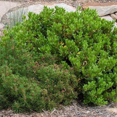 Manzanita, &#39;Mock Bearberry&#39; Arctostaphylos