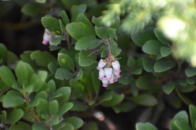 Manzanita, &#39;Panchito&#39; Arctostaphylos