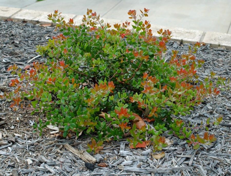 Manzanita, &#39;Sunset&#39; Arctostaphylos