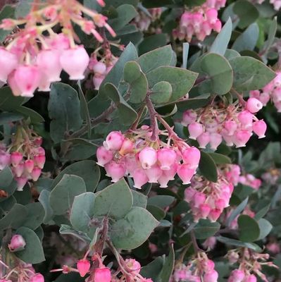 Manzanita, &#39;Warren Roberts&#39;, Arctostaphylos