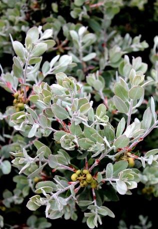 Manzanita, &#39;Ghostly&#39; Arctostaphylos