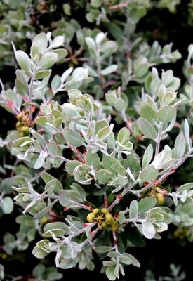 Manzanita, &#39;Ghostly&#39; Arctostaphylos