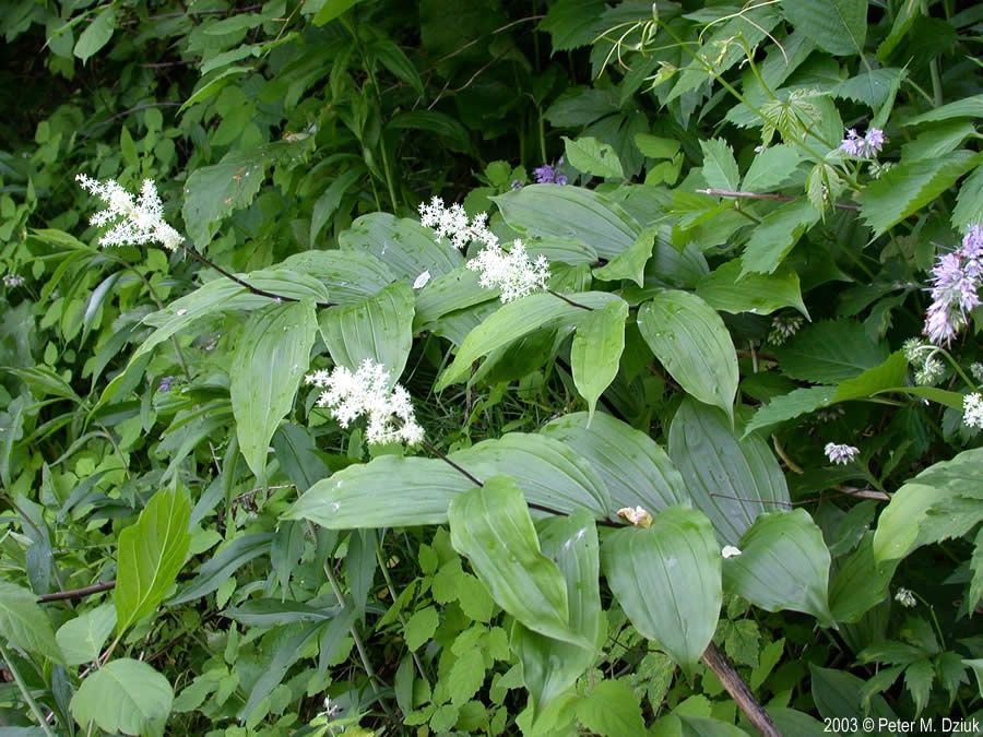 Solomon&#39;s Seal, Large False Maianthemum racemosum