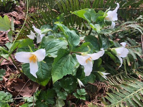 Trillium, Western White Trillium ovatum var. ovatum