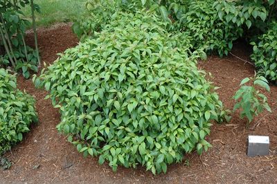 Dogwood, Red-twig &#39;Kelseyi&#39; Cornus sericea &#39;Kelseyi&#39;