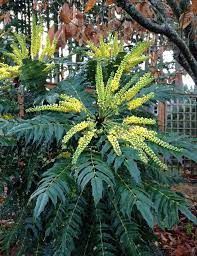 Mahonia, &#39;Charity&#39; Mahonia × m &#39;&#39;Charity&#39;