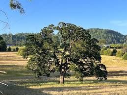 Oak, Oregon White Quercus garryana