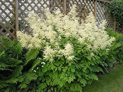 Goatsbeard, Sylvan Aruncus dioicus