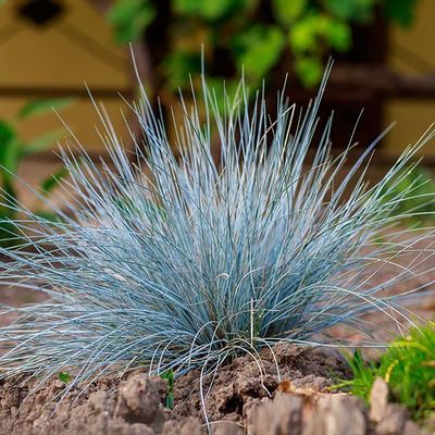 Grass, Blue Fescue Festuca glauca