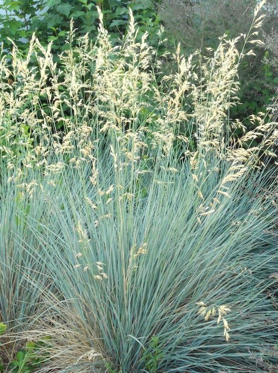 Grass, Blue Oat Helictotrichon sempervirens
