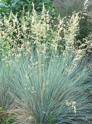 Grass, Blue Oat Helictotrichon sempervirens