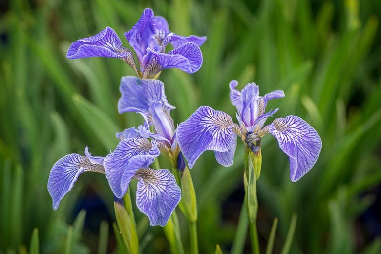 Iris, Beachhead Iris setosa