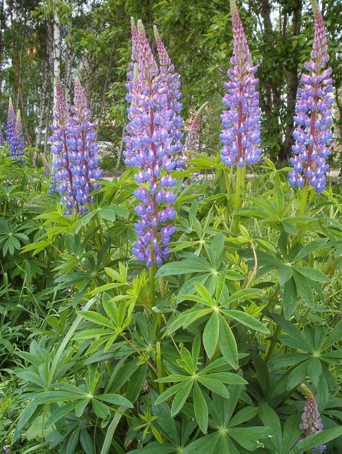 Lupine, Bigleaf L. polyphyllus