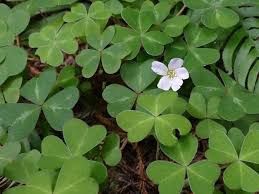 Wood-sorrel, Oregon Oxalis oregana