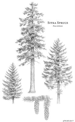 Spruce, Sitka Picea sitchensis