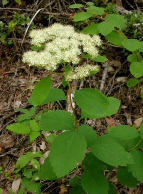 Spiraea, shinyleaf Spiraea lucida