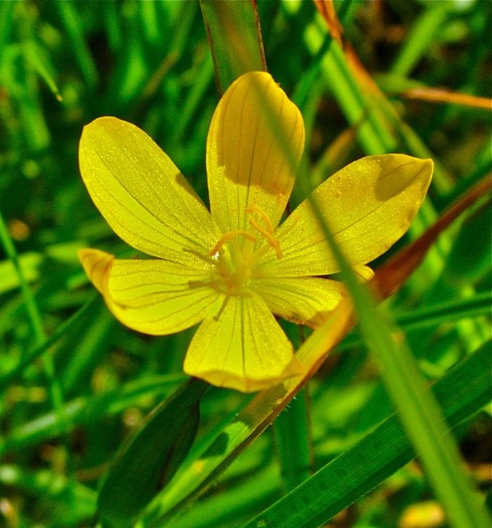 Grass, Golden Blue-eyed Sisyrinchium californicum