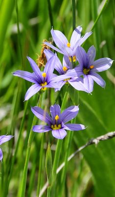 Grass, Idaho blue-eyed sisyrinchium idahoense
