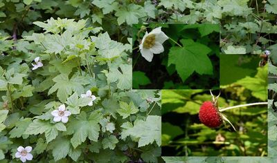 Thimbleberry Rubus parviflorus