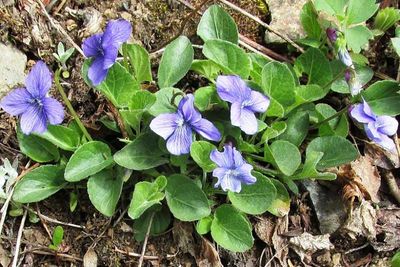 Violet, Early blue Viola adunca