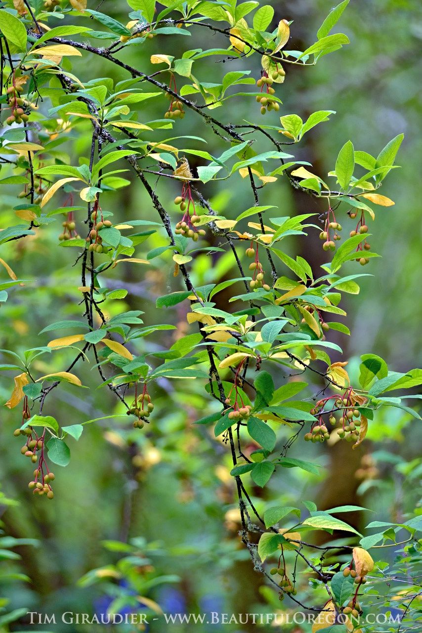 Oso-Berry Oemleria cerasiformis