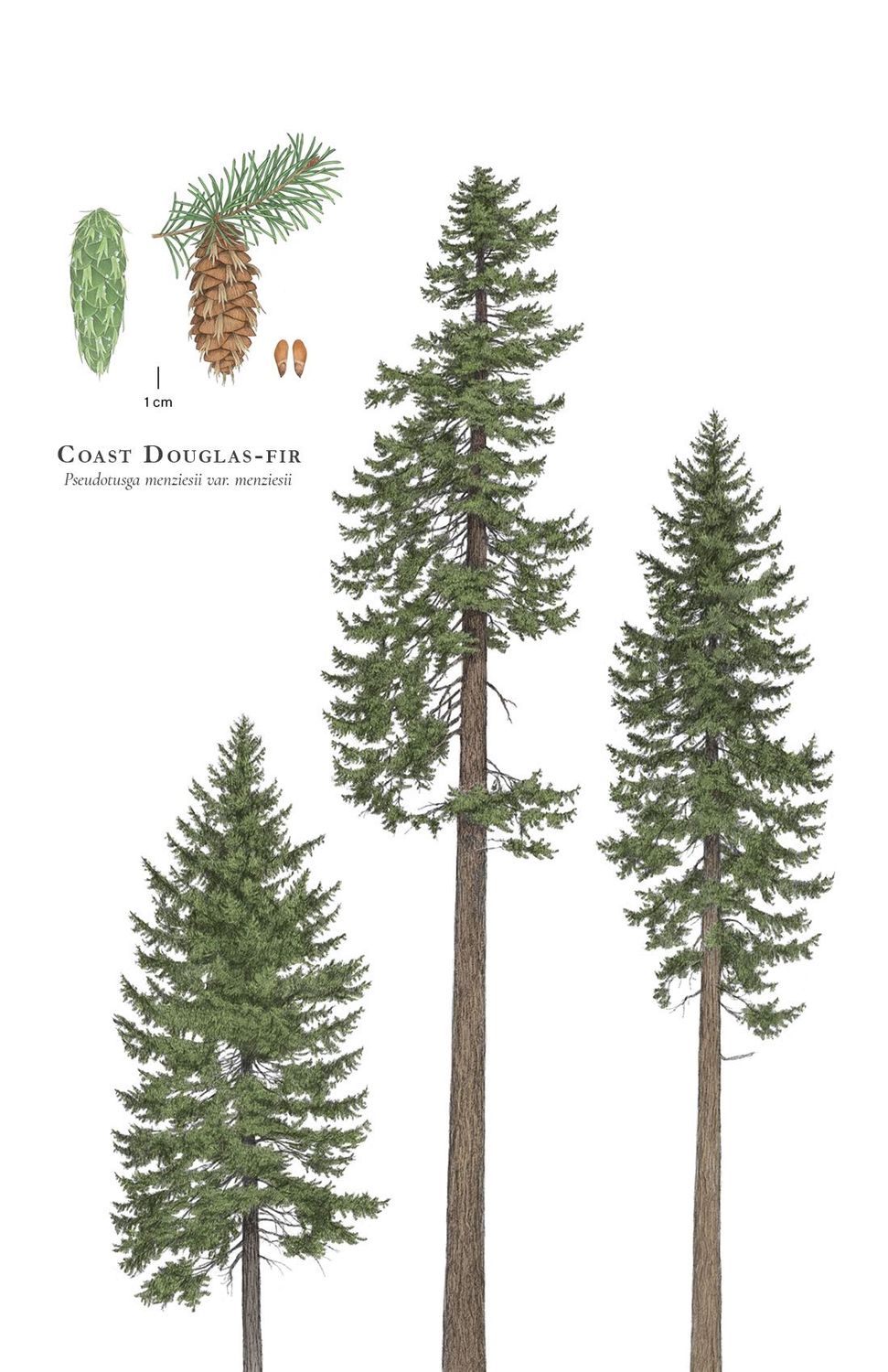 Fir, Douglas Pseudotsuga menziesii